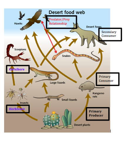 Food Chain and Food Web - Desert